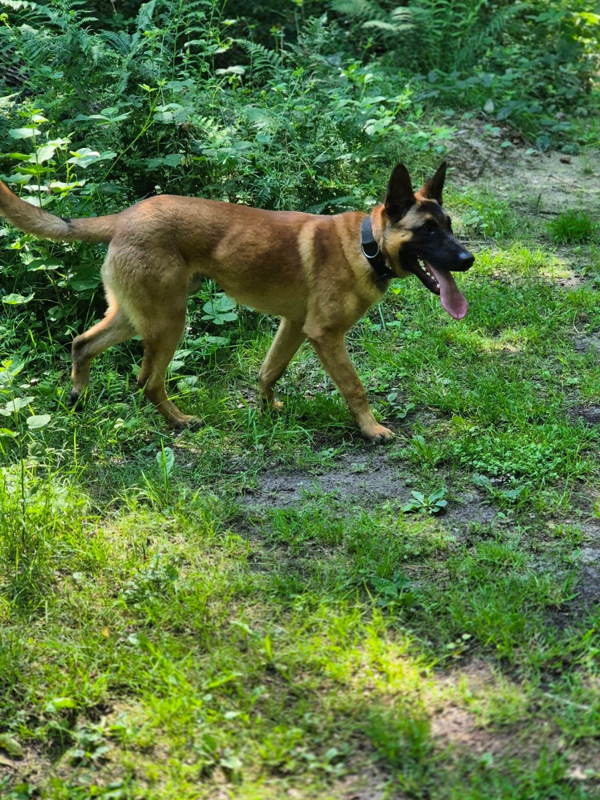 Mechelse herder reu, 8 maanden, 15 weken tot 1 jaar, Reu, CDV (hondenziekte), Eén hond