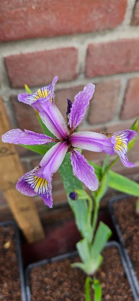 Iris versicolor Amerikaanse iris waterplant vijverplant tuin, Ophalen, Overige soorten, Volle zon
