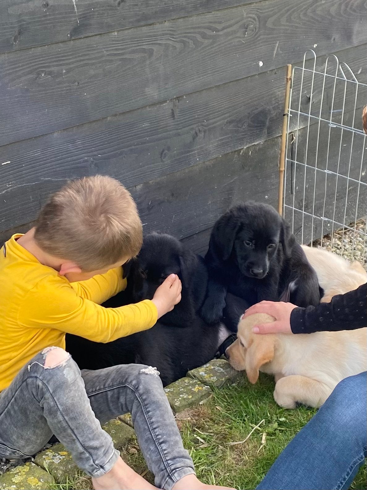 Prachtige raszuivere labrador retriever pups, Parvo, 8 tot 15 weken, Labrador retriever, Meerdere