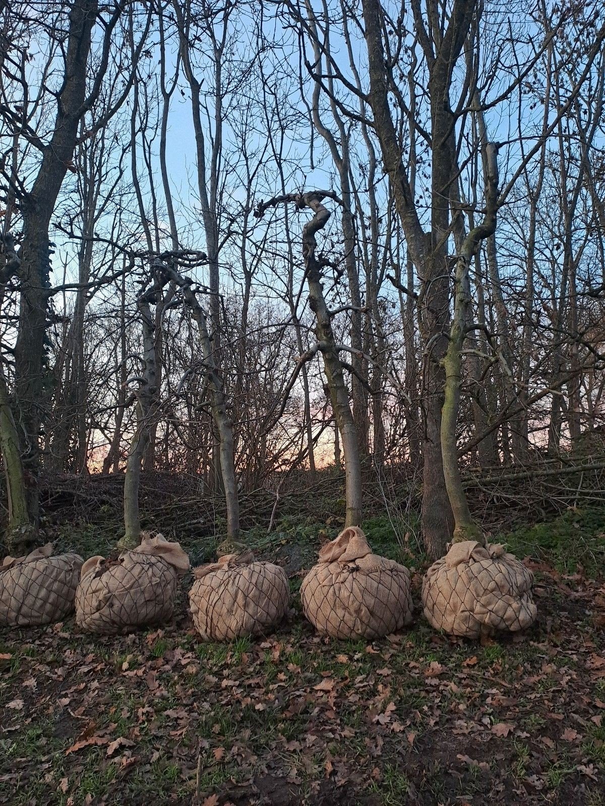 Volwassen laagstam APPELBOMEN Elstar/Golden Delicious, Tuin en Terras, Ophalen, 100 tot 250 cm, Appelboom, Lente