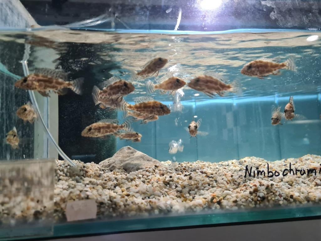 Nimbochromis Polystigma Malawi Cichliden, Dieren en Toebehoren, Vissen | Aquariumvissen, Vis, Zoetwatervis