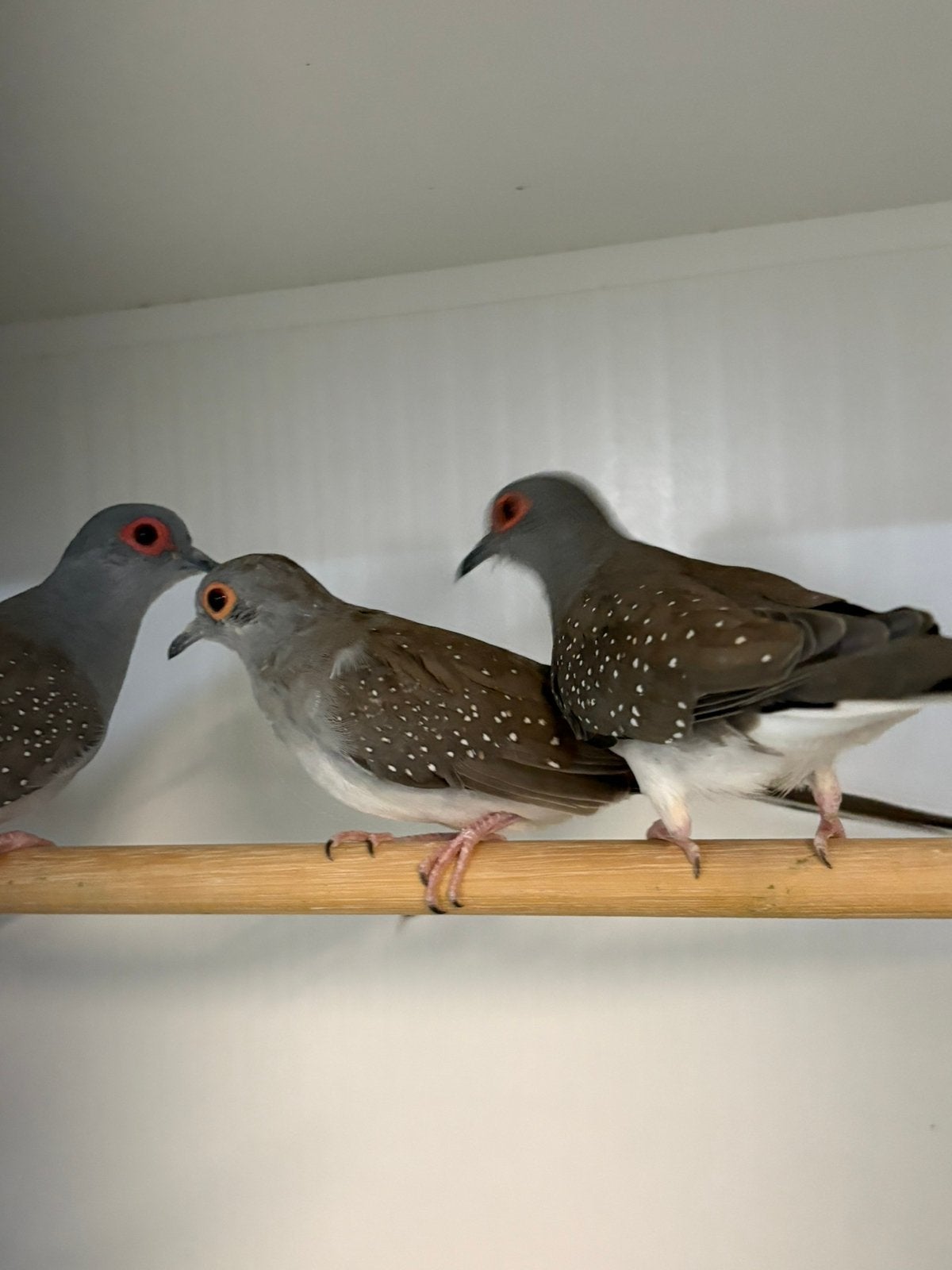 Te koop diamant duiven, Meerdere dieren