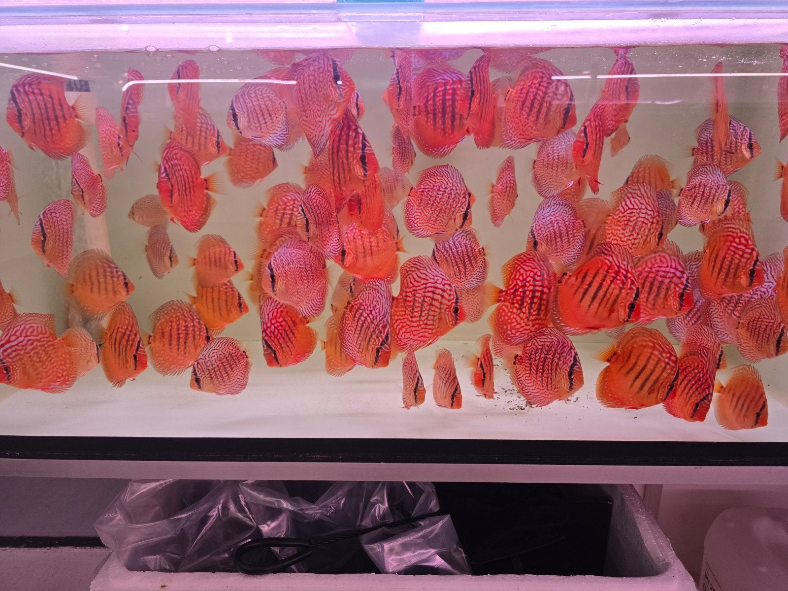 discusvissen, Dieren en Toebehoren, Vis, Zoetwatervis, Schoolvis
