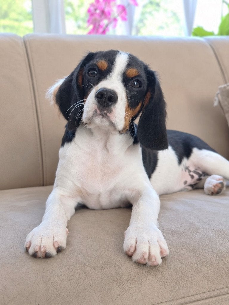 !!!!!  Finn de Beaglier-puppy   !!!!, Nederland, 15 weken tot 1 jaar, CDV (hondenziekte), Eén hond