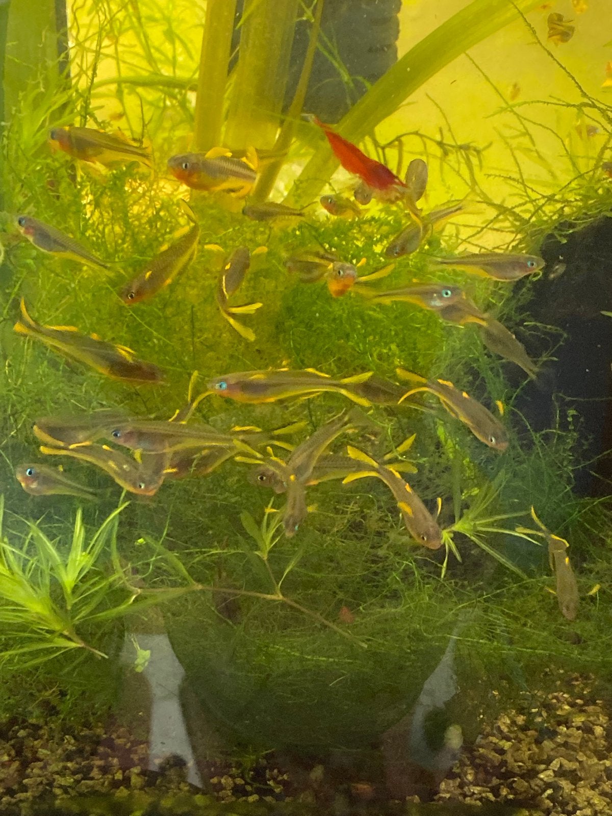 Pseudomugil furcatus / vorkstaart regenboogvis, Vis