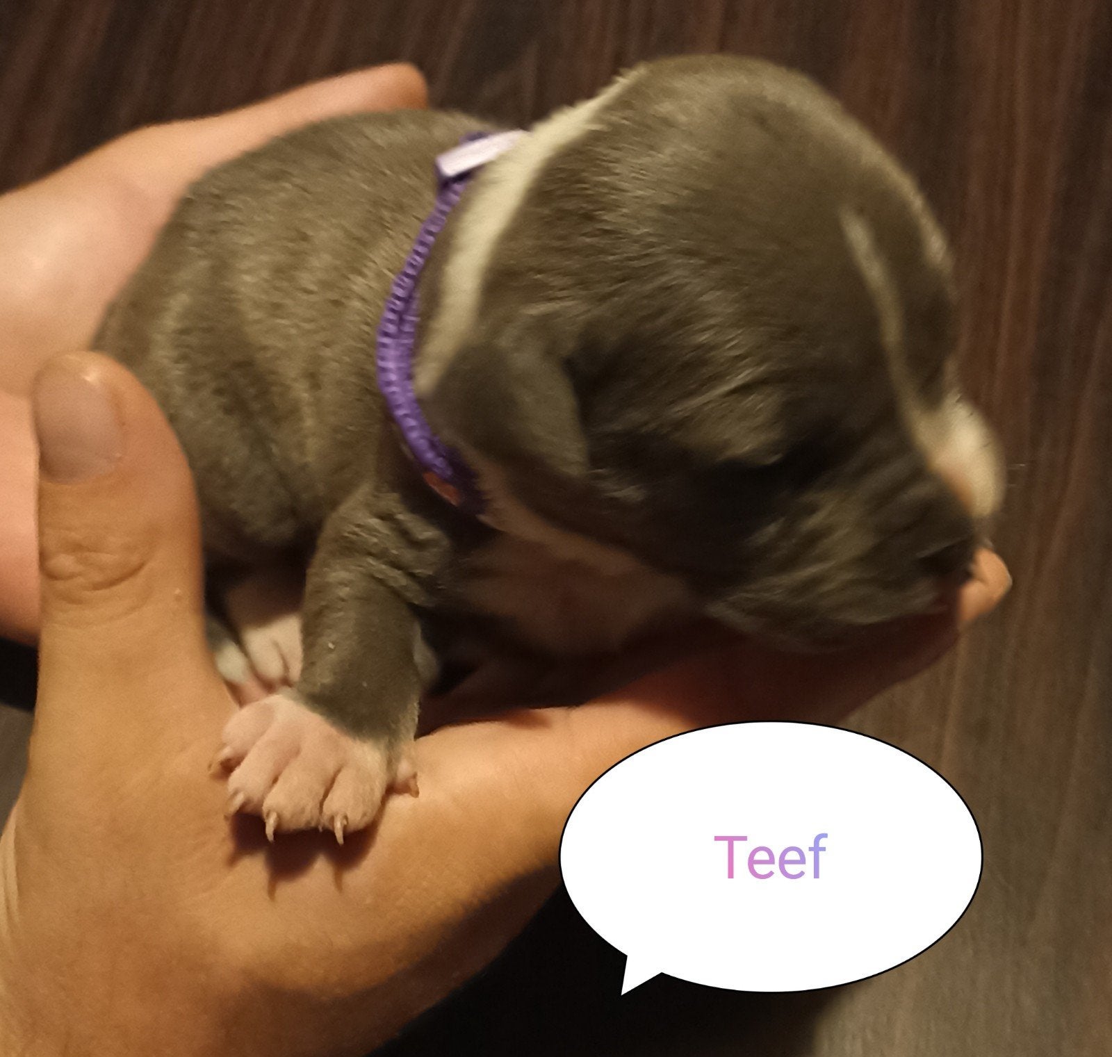 3 AM stafford X AM bulldog pups beschikbaar, Dieren en Toebehoren, Honden | Jack Russells en Terriërs, 8 tot 15 weken, American Staffordshire Terriër