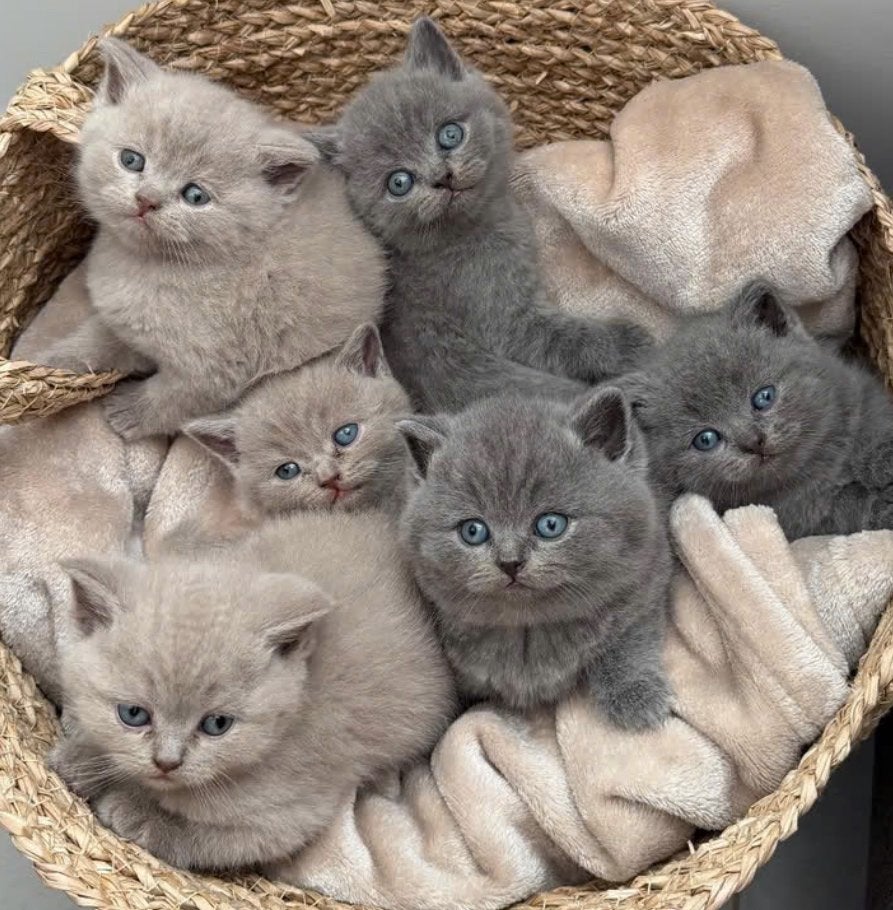 Blauwe Britse korthaar kitten, Kater, Ontwormd