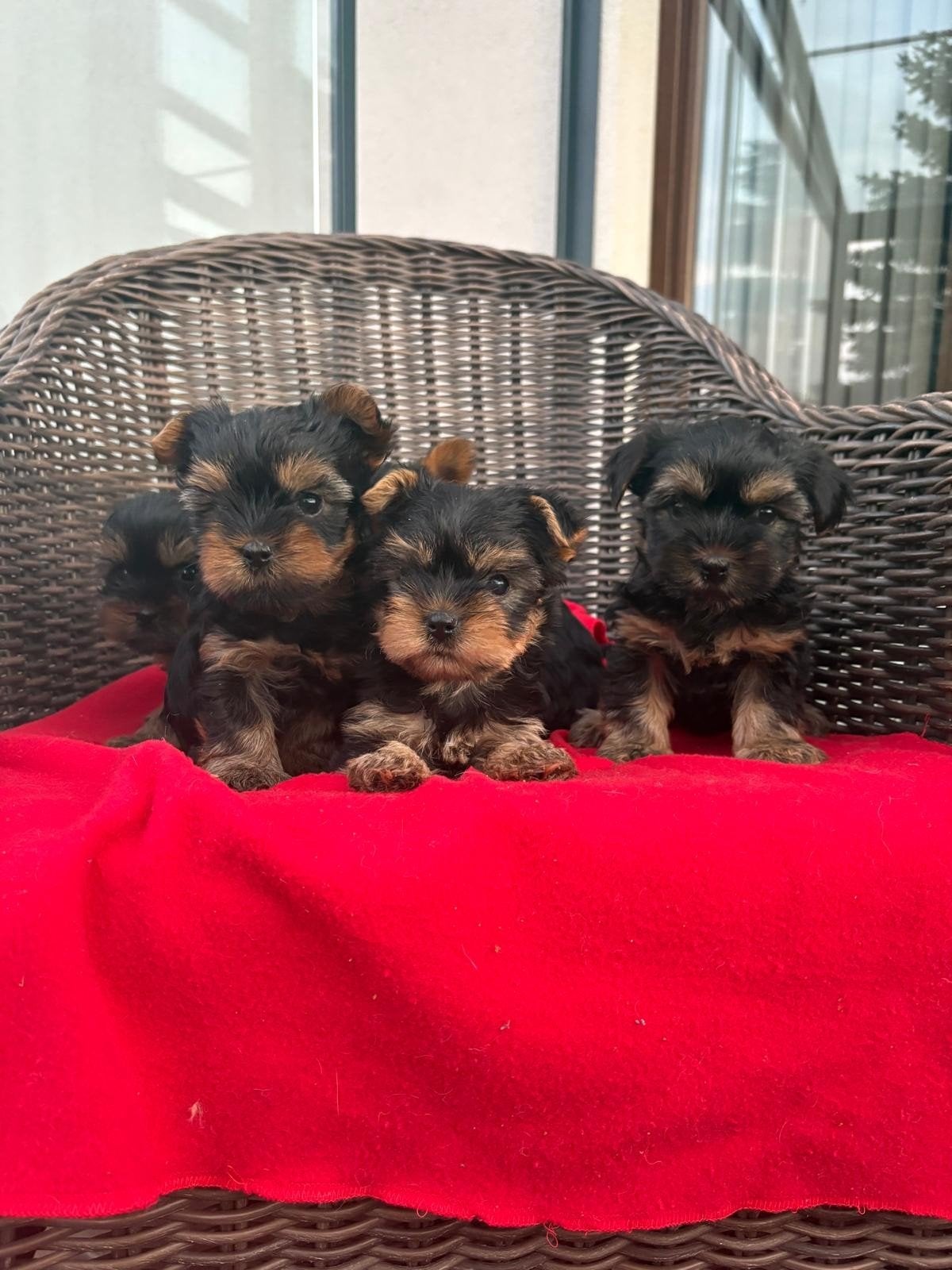 Yorkshire Terriër Mini pups te koop, Dieren en Toebehoren, Honden | Jack Russells en Terriërs, Yorkshire Terriër, 8 tot 15 weken