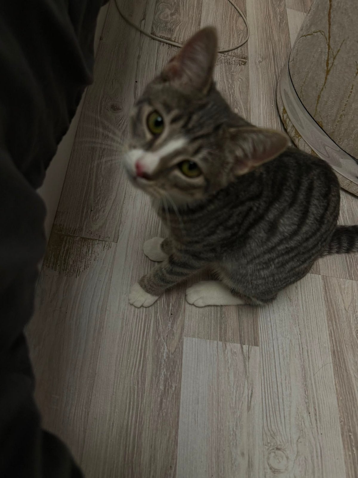Lieve kat van 5 maanden oud inclusief alle spullen, Dieren en Toebehoren, Kater