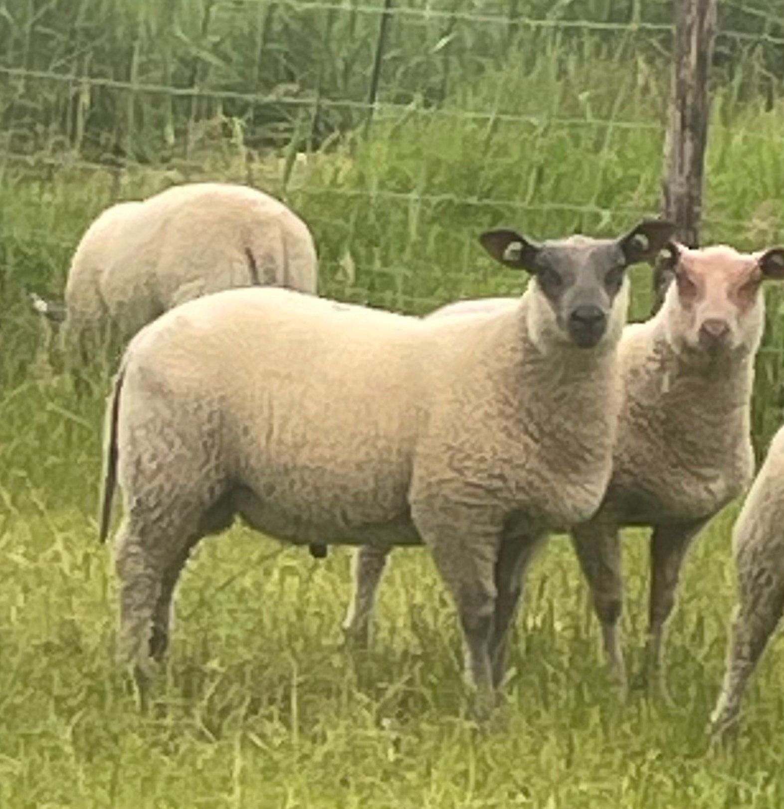 Dekram rouge x blue zwoegervrij, Dieren en Toebehoren, Schapen, Geiten en Varkens, Mannelijk, Schaap