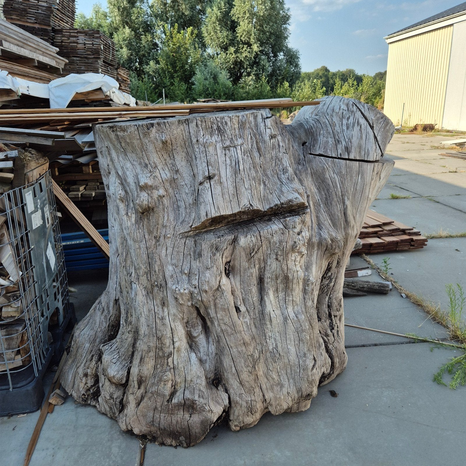 Grote iepen boomstam, ca. 2000 kg - Bieden, Ophalen of Verzenden, Overige houtsoorten