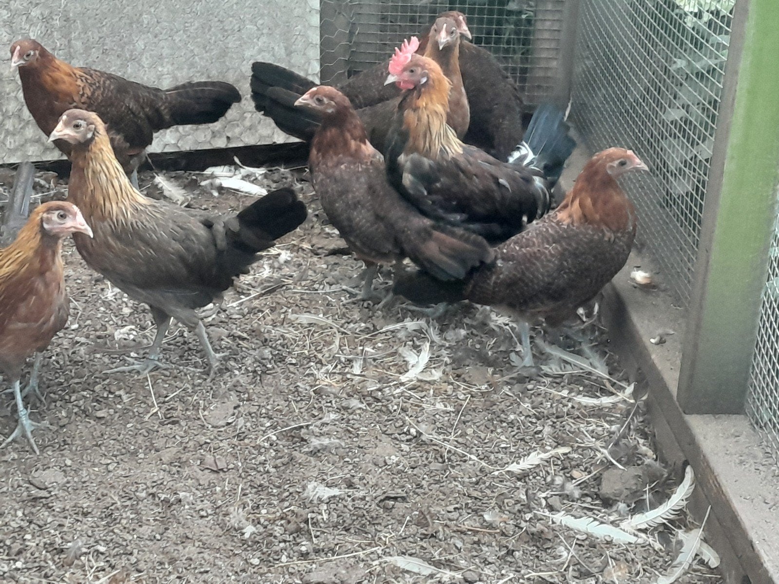 Drents hoen 1 Haan en 3 hennen patrijs, Meerdere dieren, Kip