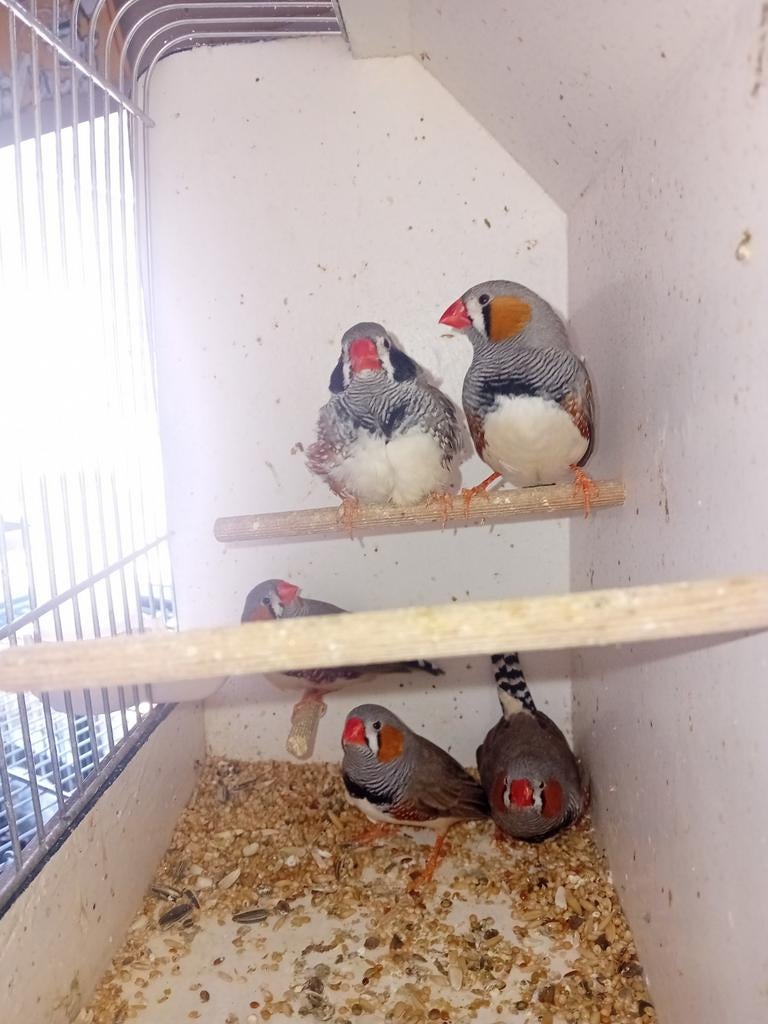 Zebravinken, Dieren en Toebehoren, Vogels | Overige Vogels, Mannelijk