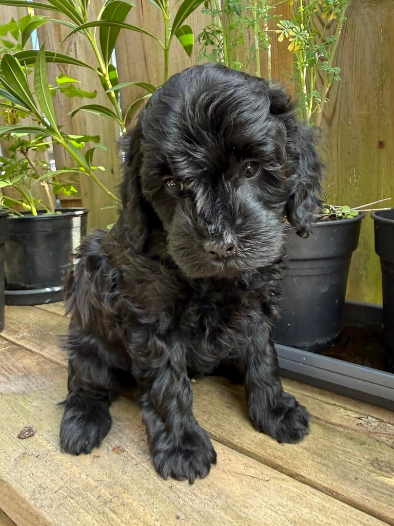 Australian Labradoodle gastgezin gezocht!, Dieren en Toebehoren, Honden | Retrievers, Spaniëls en Waterhonden, Parvo, 8 tot 15 weken