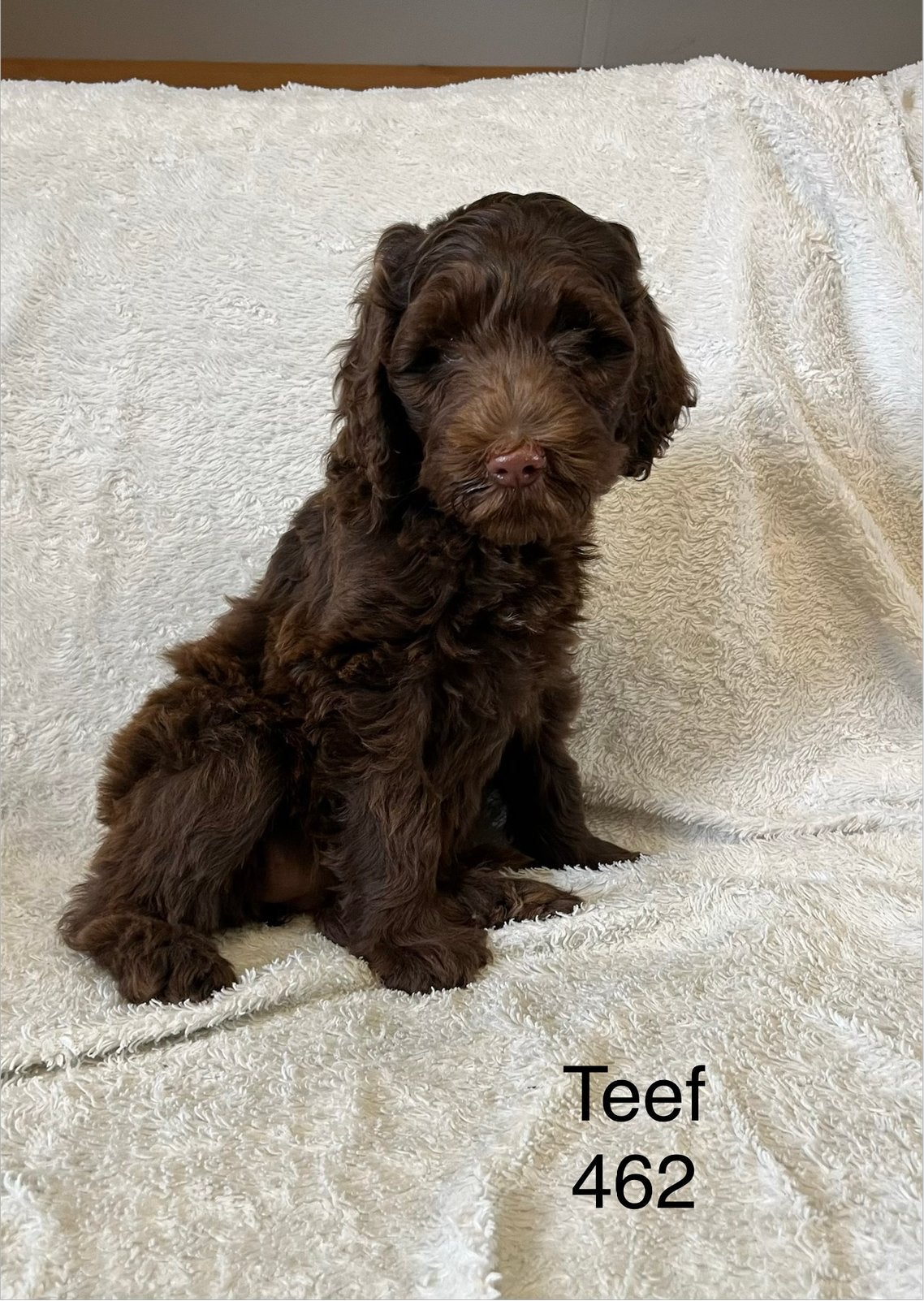 Half Australian labradoodle puppy’s choco bruin, Dieren en Toebehoren, Parvo, Overige rassen, 8 tot 15 weken, Meerdere