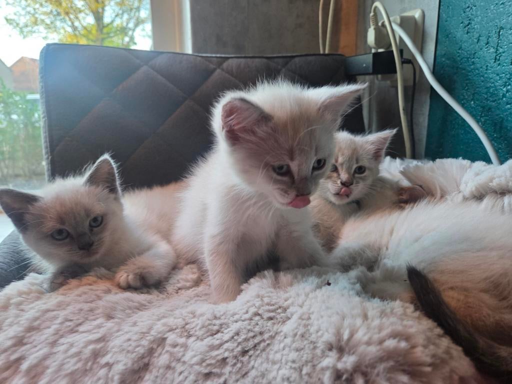 Ragdoll kittens blue lynx point mitted, Meerdere dieren, 0 tot 2 jaar