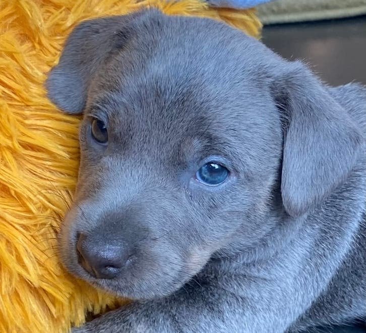 Prachtige  jack russel pups  , mogen het nest verlaten, Dieren en Toebehoren, Overige rassen, Meerdere, Meerdere dieren, Nederland