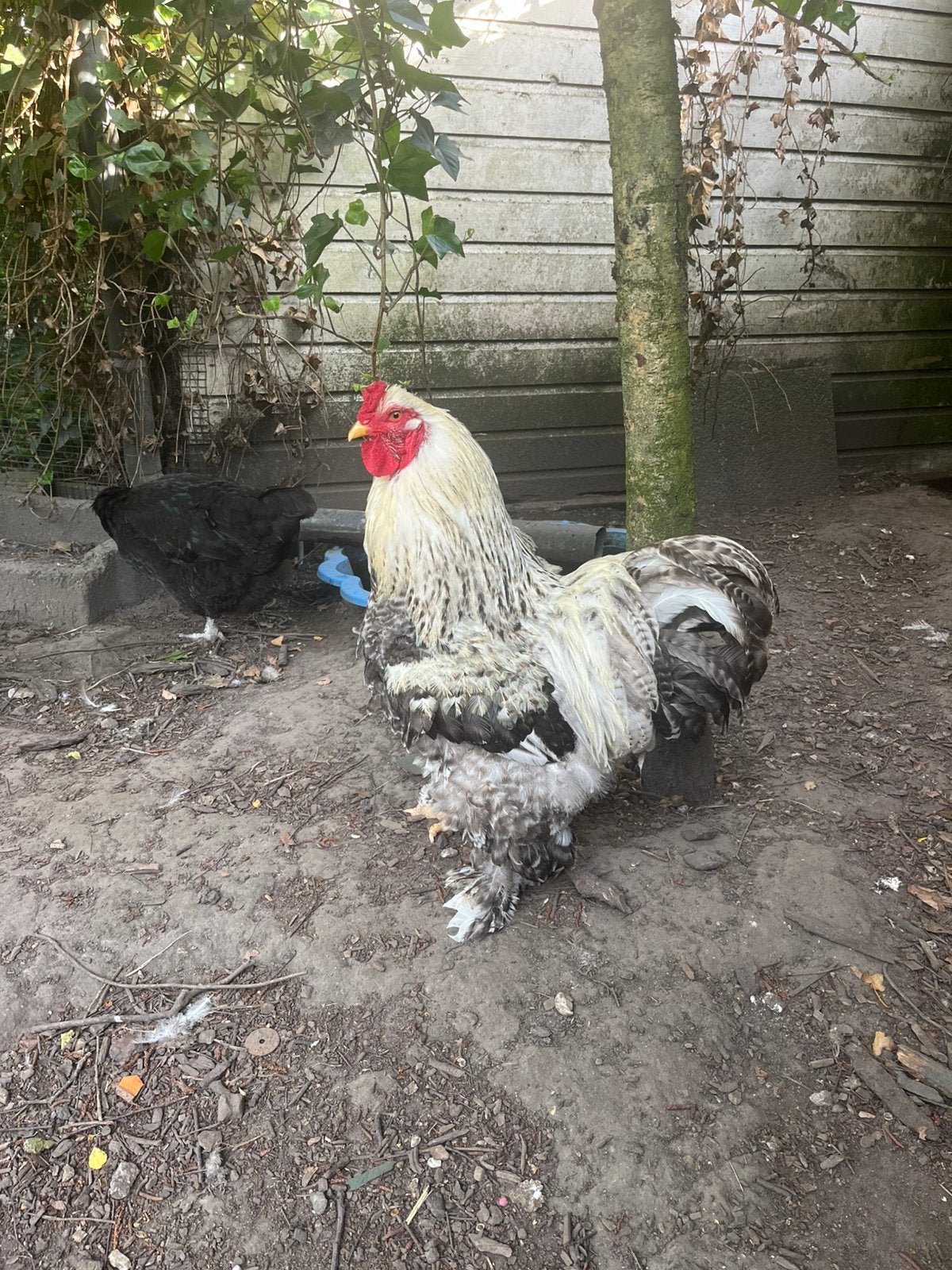 Brahma haan, Mannelijk, Kip