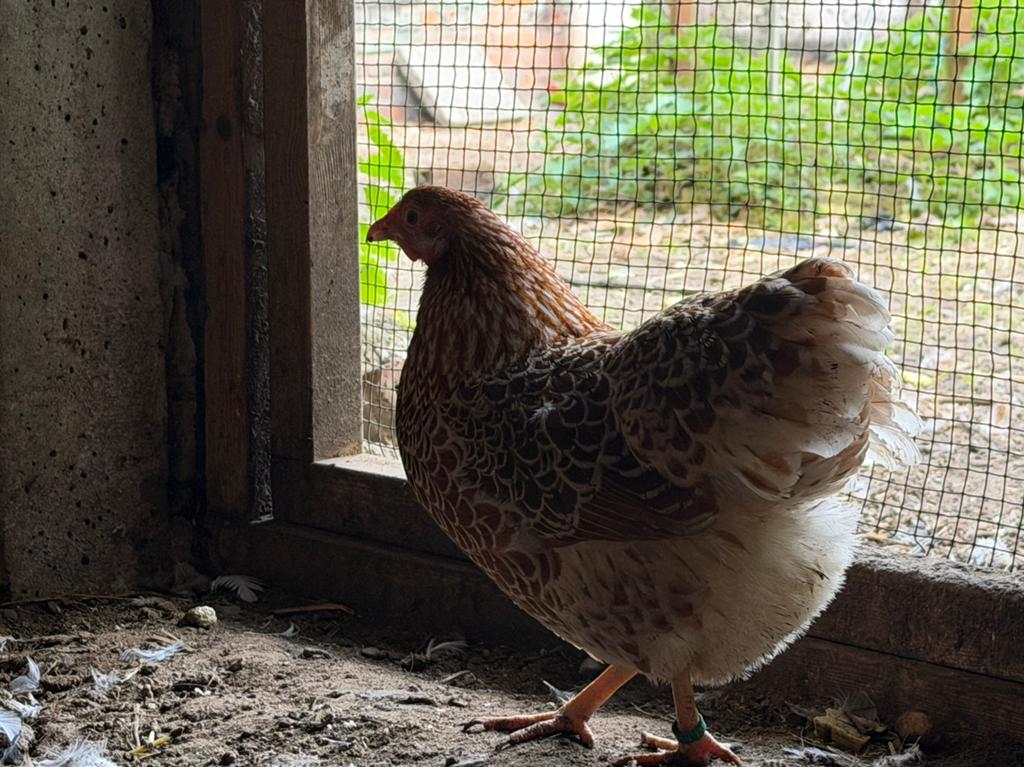 Wyandotte kriel goudwitgezoomd, Dieren en Toebehoren, Pluimvee, Vrouwelijk, Kip