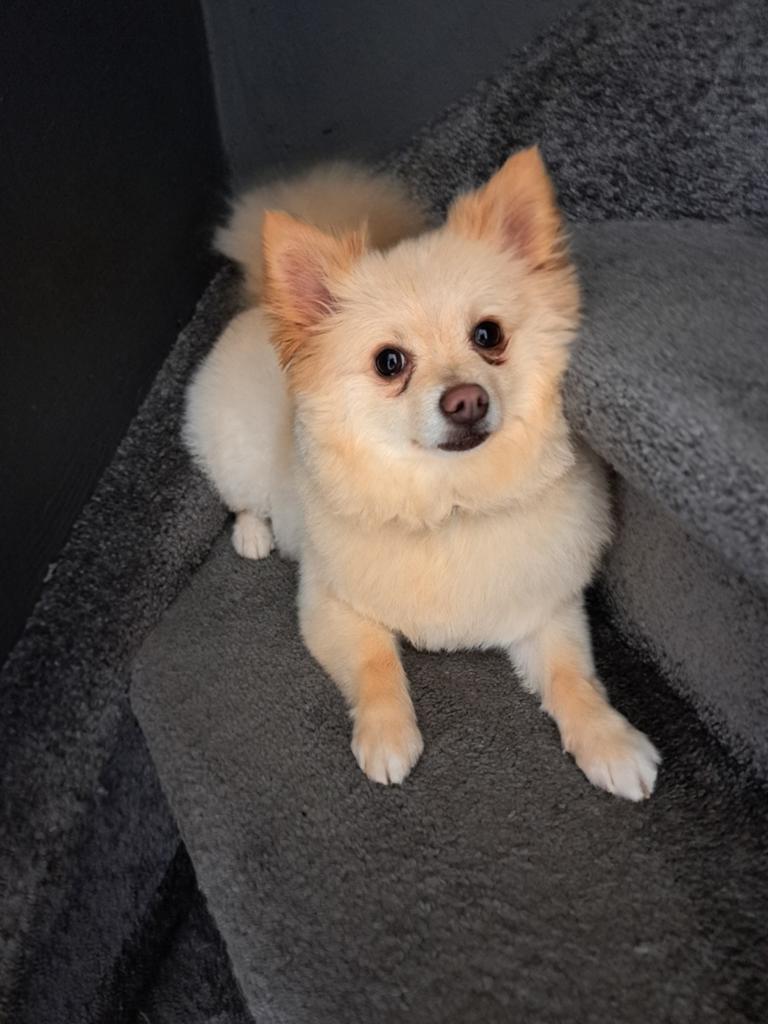 Oppas hond, Overige rassen, 1 tot 2 jaar, Meerdere dieren, Eén hond