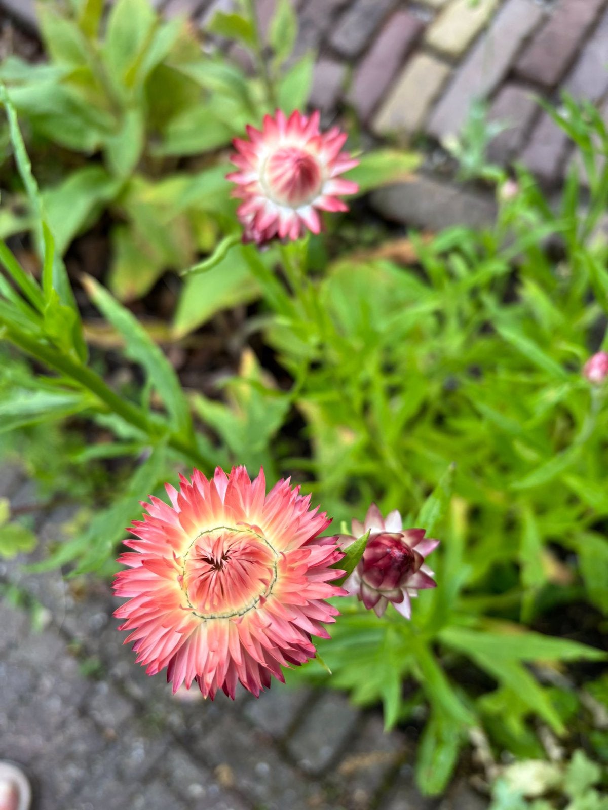 Zaden strobloem mix, Ophalen of Verzenden