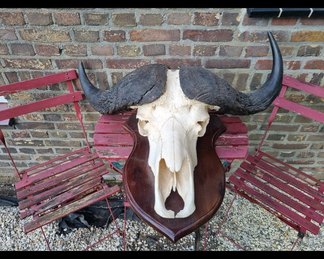 Prachtige mega kaffer buffel kaapse buffel kafferbuffel big, Verzamelen, Dierenverzamelingen, Ophalen of Verzenden, Zo goed als nieuw