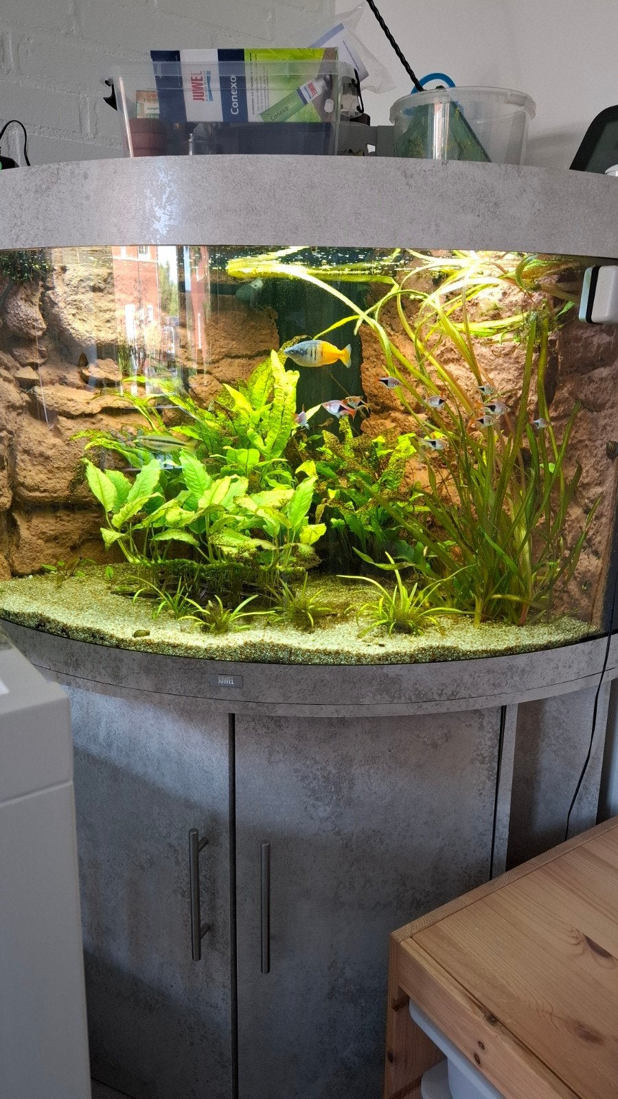 Juwel Trigon 190L aquarium compleet met vissen en toebehoren, Dieren en Toebehoren, Ophalen, Gevuld zoetwateraquarium