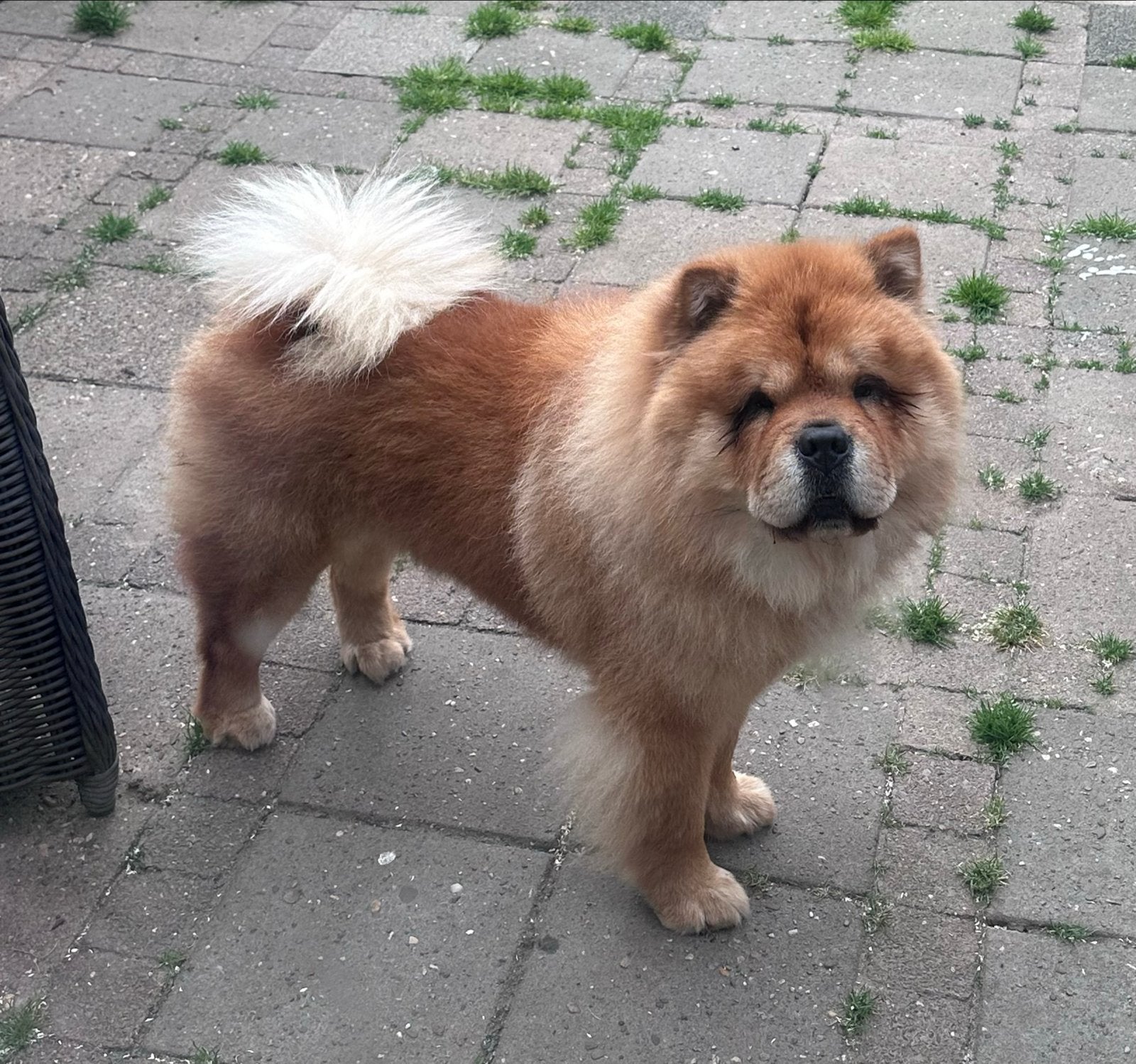 Ter dekking aangeboden lieve raszuivere chow chow reu., Parvo, Reu, Eén hond, 3 tot 5 jaar