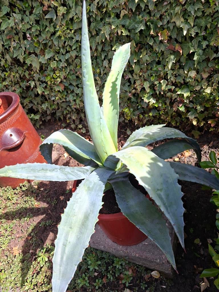 Agave, Ophalen, Bloeit niet, Overige soorten, Volle zon