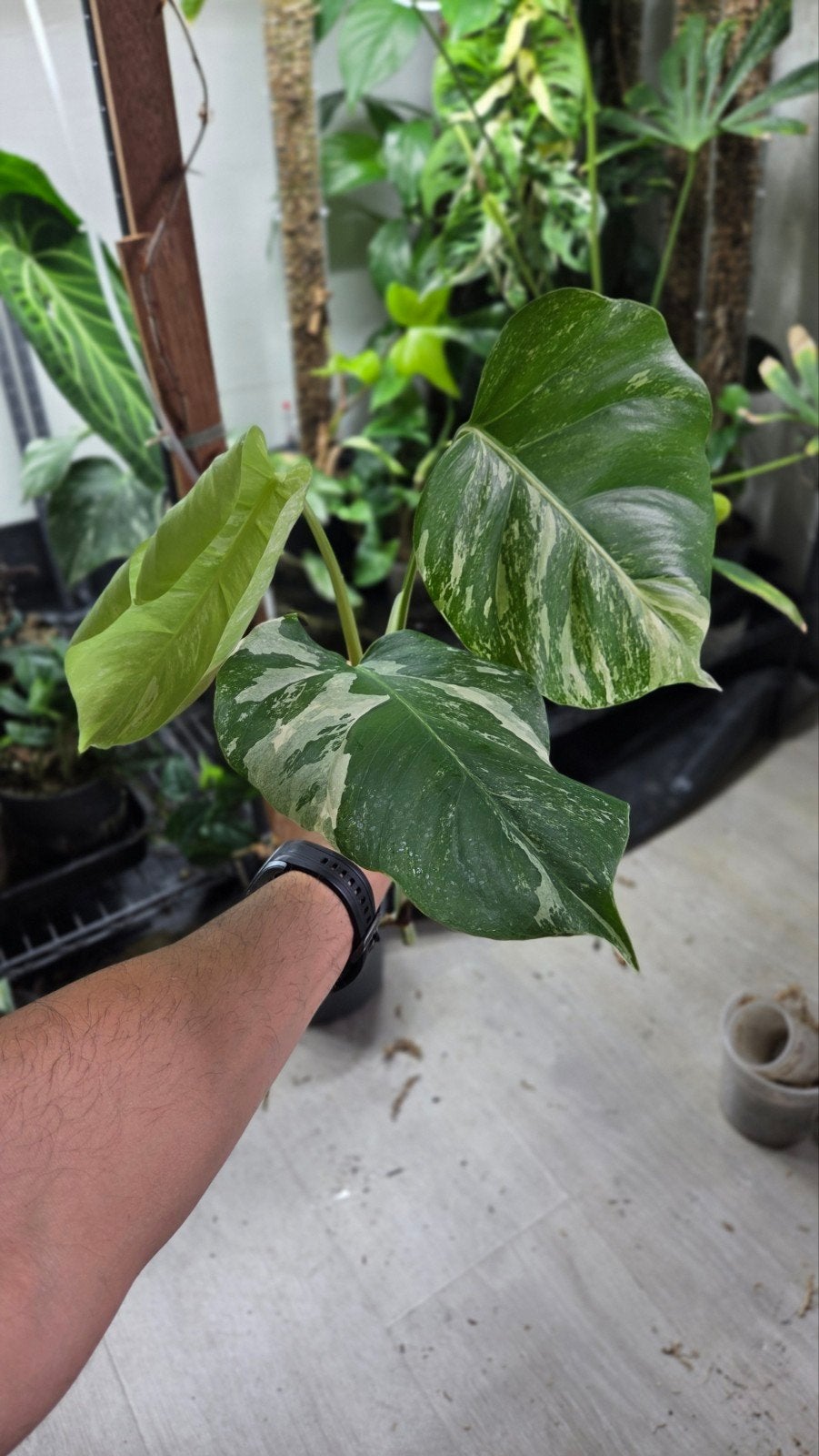 Verse monstera variegata stek, Ophalen of Verzenden, Eenjarig, Overige soorten, Volle zon