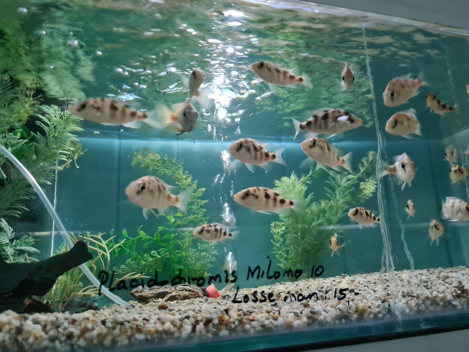 Placidochromis Milomo Malawi Cichliden, Vis, Zoetwatervis