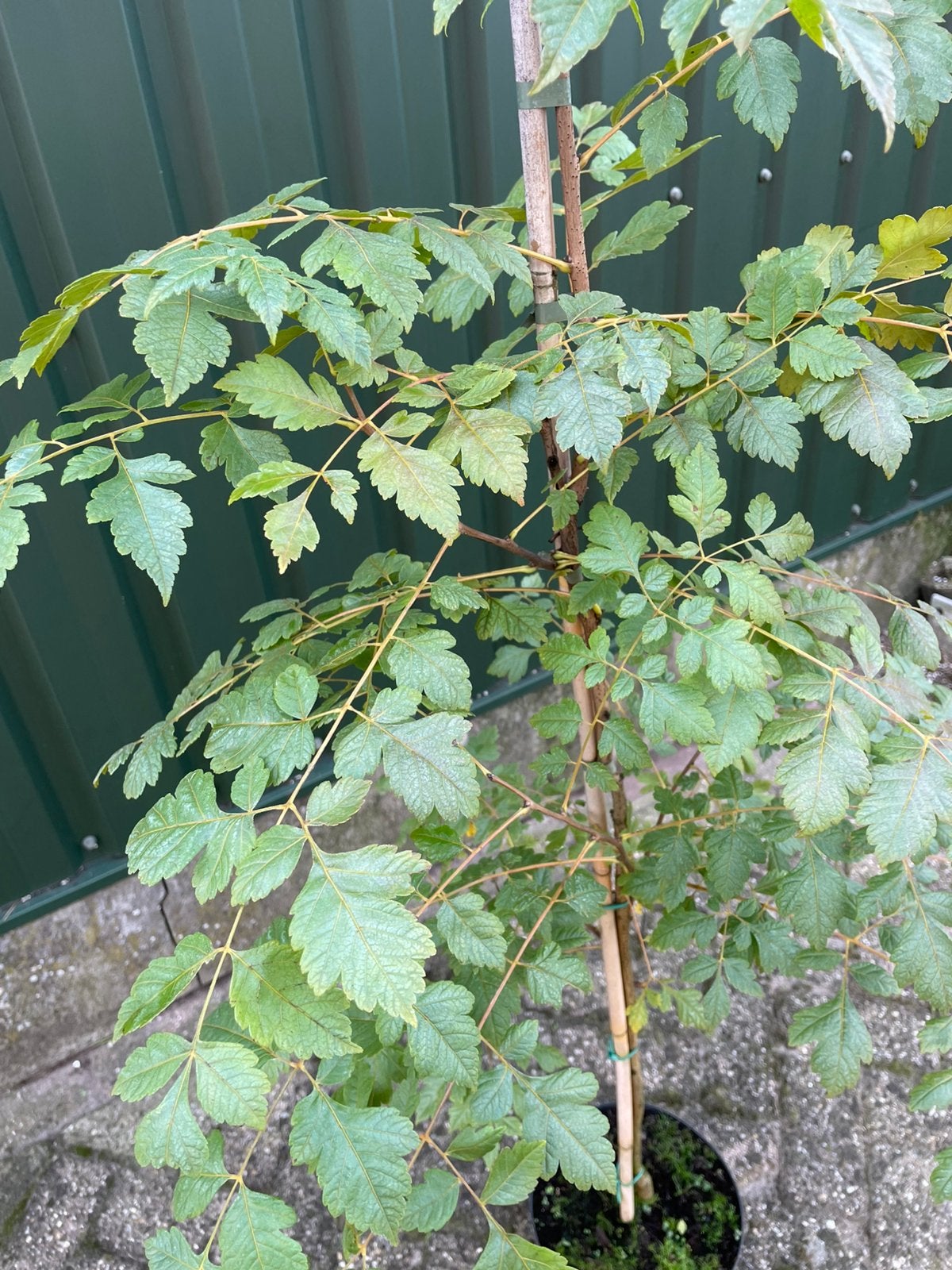 Bomen in pot, Ophalen, Overige soorten, Volle zon