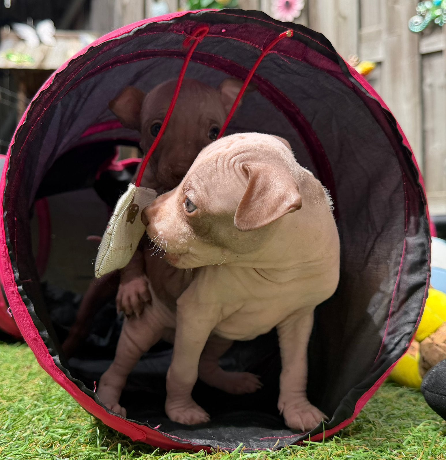 American Hairless Terrier / amerikaanse naakthond, Dieren en Toebehoren, Honden | Chihuahua's en Gezelschapshonden, Parvo, Nederland