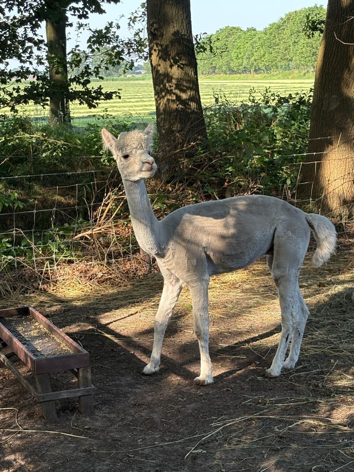 Alpacas hengst, merrie en ruin, Juli, Mannelijk