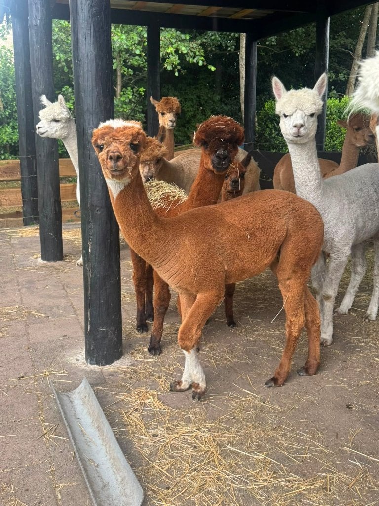 Alpaca Hengst (Gratis), Juli, Mannelijk