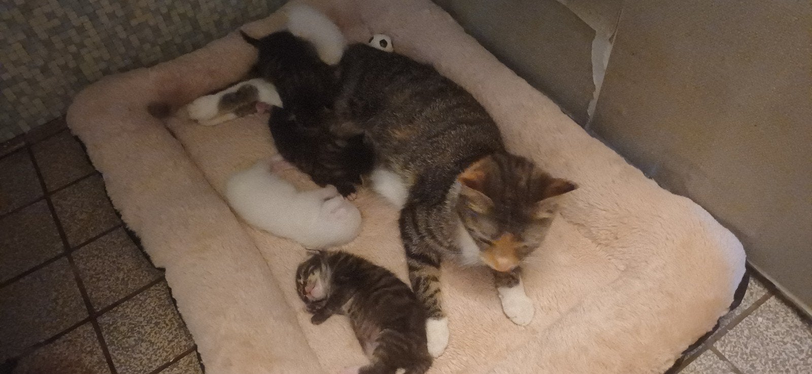 Prachtige kittens