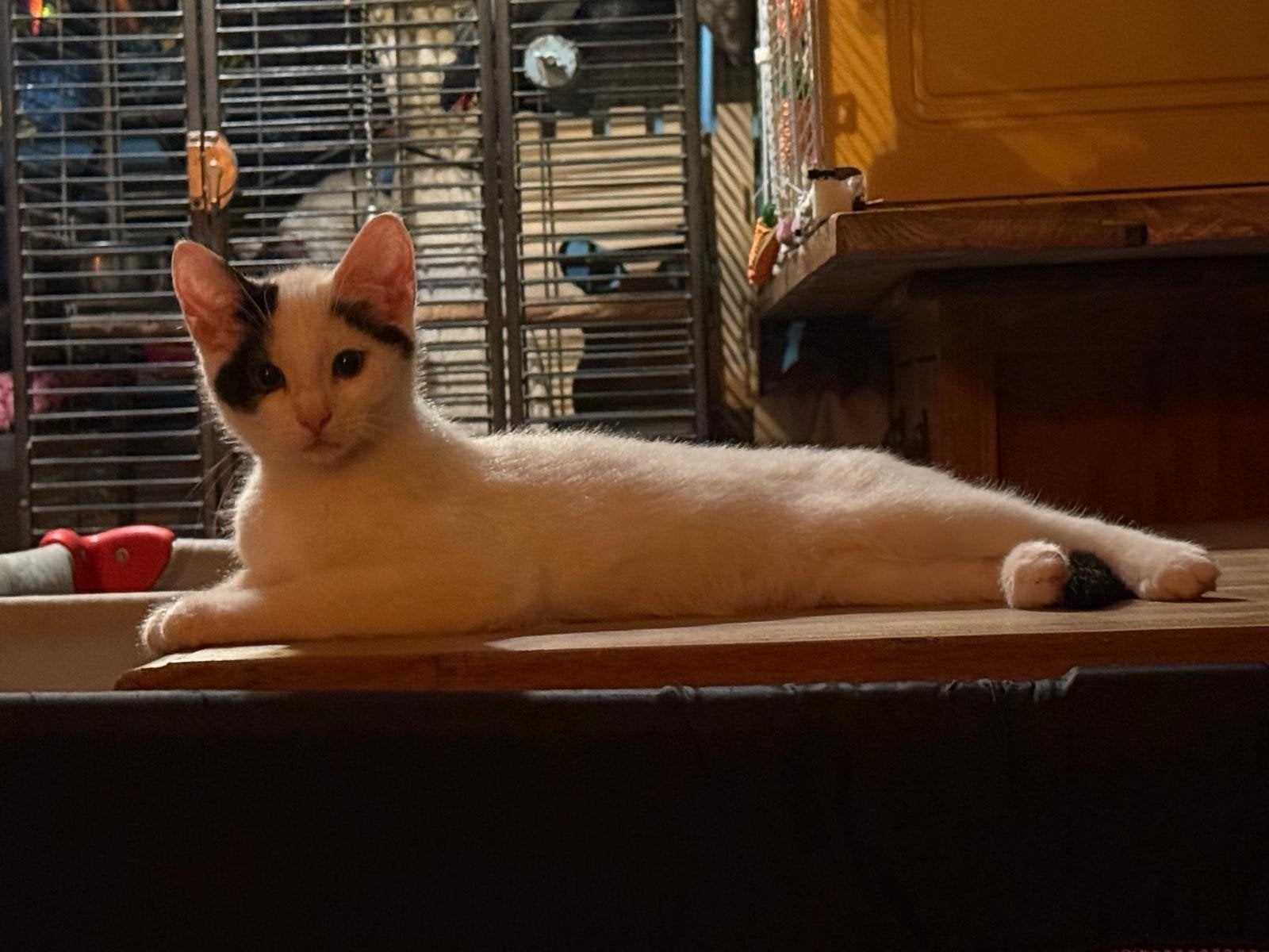 Wij mogen verhuizen ons mama lieve vrolijk kittens, Dieren en Toebehoren, Meerdere dieren