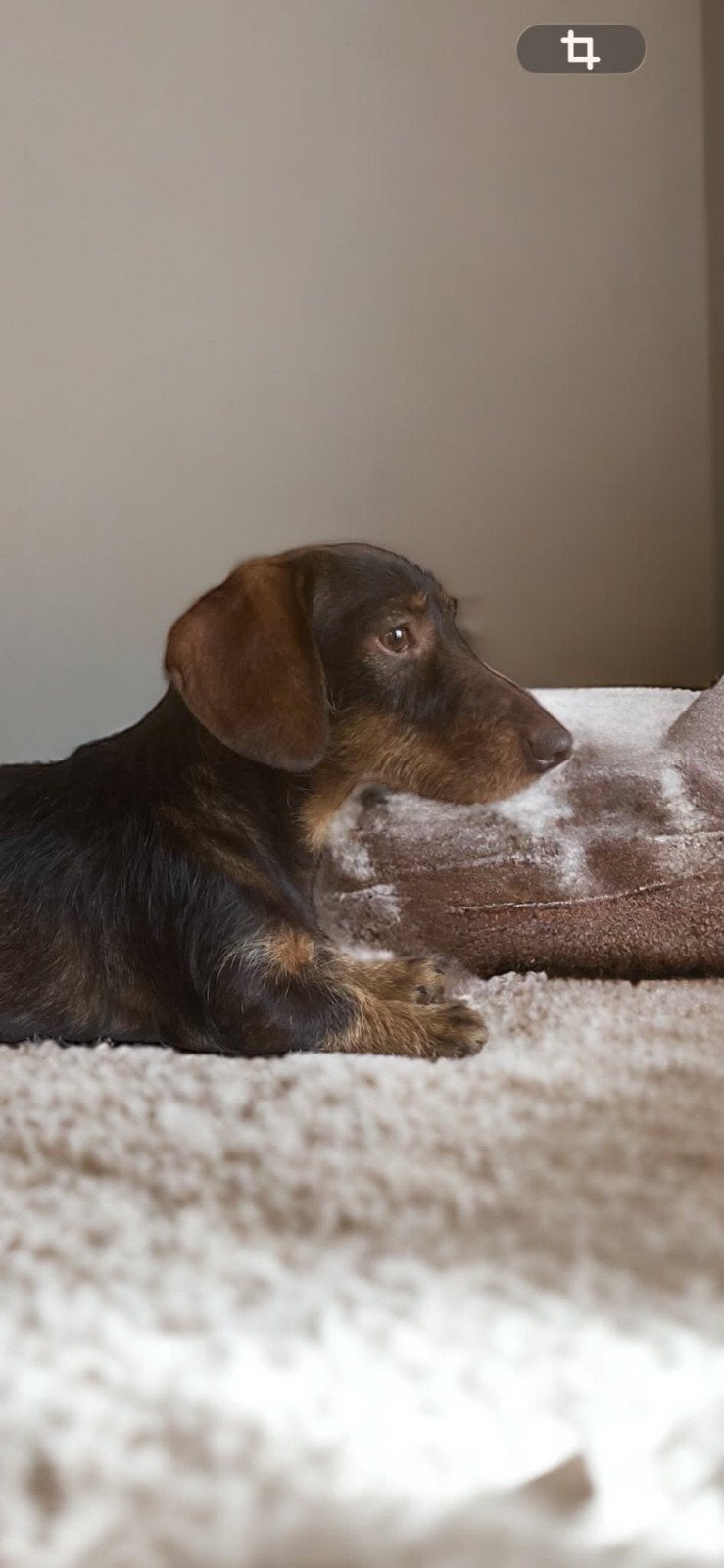 Lief Ruw Harig Teckel Teefje, Dieren en Toebehoren, Parvo, Teef, Dwerg, Eén hond