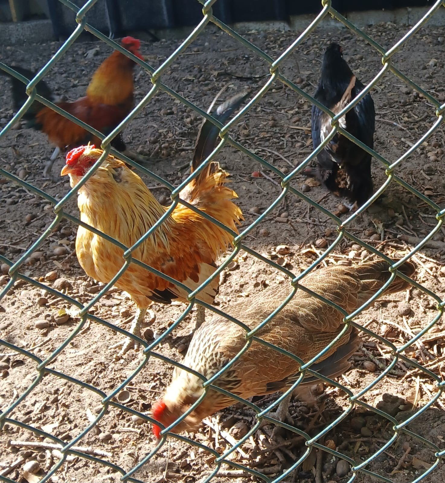Krielkippen, Dieren en Toebehoren, Meerdere dieren, Kip