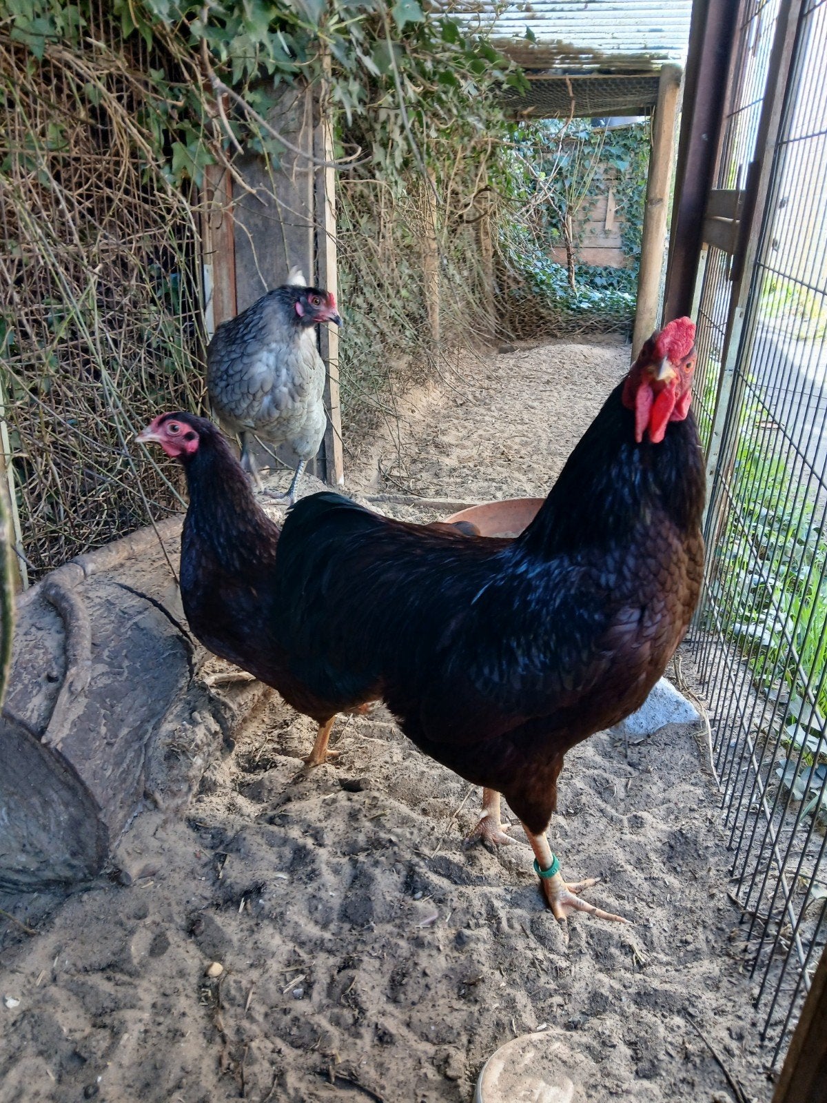 Rhode Island Red kriel hennen rozenkam., Dieren en Toebehoren, Pluimvee, Meerdere dieren, Kip
