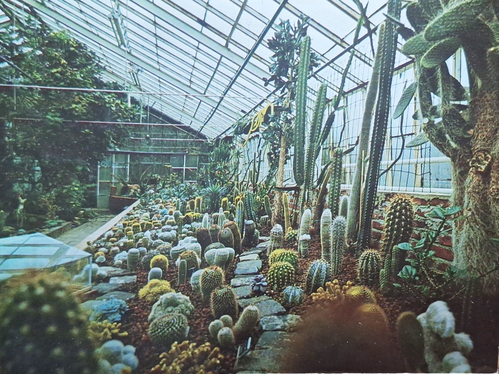 Tegelen - Botanische Tuin, Verzamelen, Ansichtkaarten | Nederland, Ophalen of Verzenden, Gelopen, Limburg