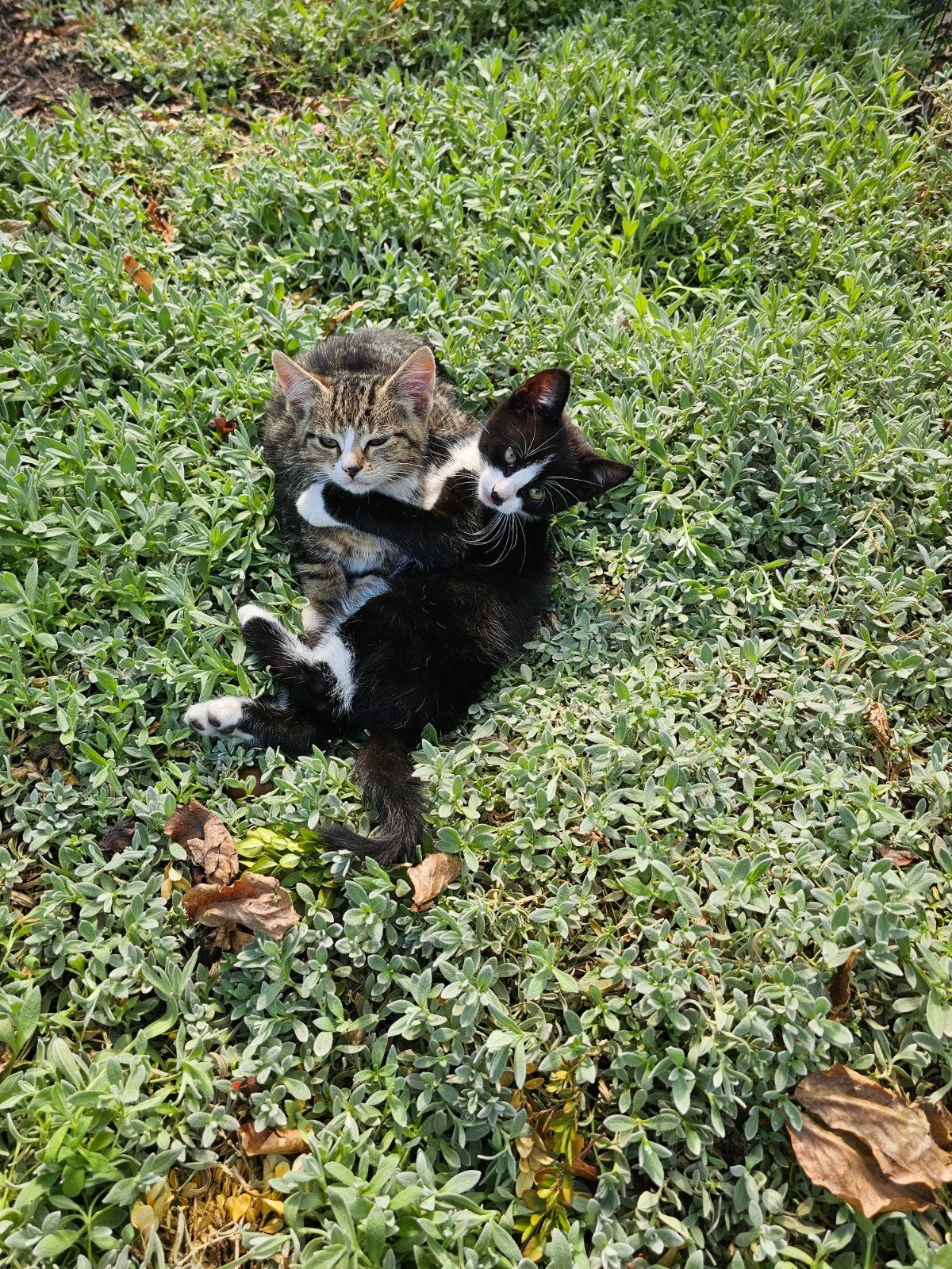 Vier lieve kittens, 9 weken oud. Liefst met zn 2-en (of 4😉), Meerdere dieren