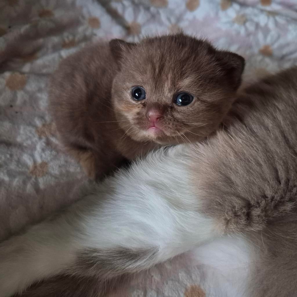 Briskorthaar kittens, Meerdere dieren, Met stamboom, 0 tot 2 jaar