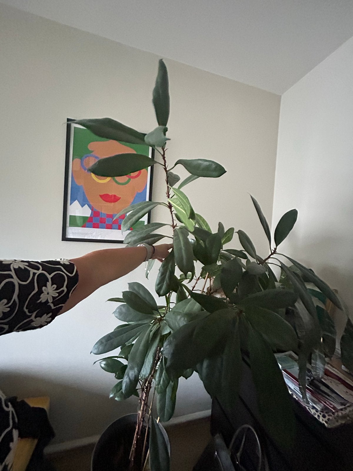 Grote Ficus plant in pot - Groene kamerplant, Ophalen, Ficus, Halfschaduw, In pot