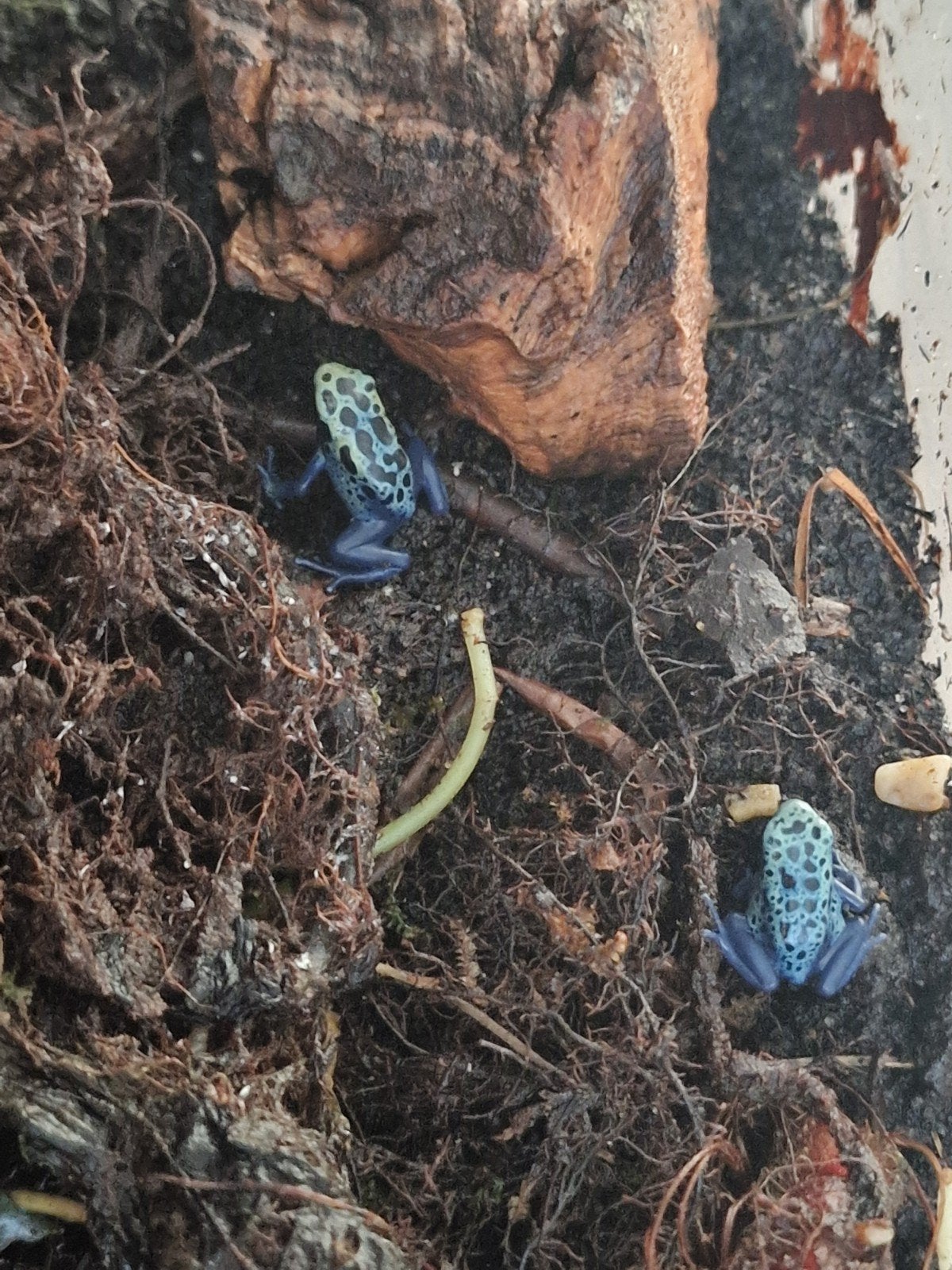 Dendrobates Tinctorius Azureus, Amfibie, 0 tot 2 jaar