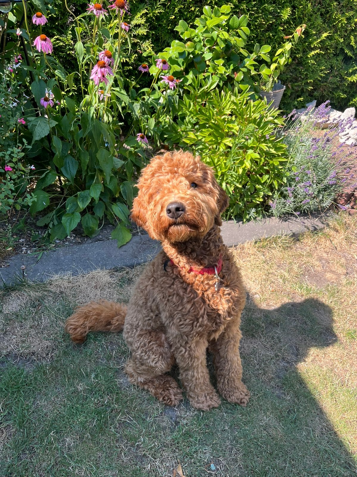 Goldendoodle dekreu, Dieren en Toebehoren, Honden | Dekreuen, Reu, Particulier, Eén hond, Nederland, 1 tot 2 jaar, CDV (hondenziekte)