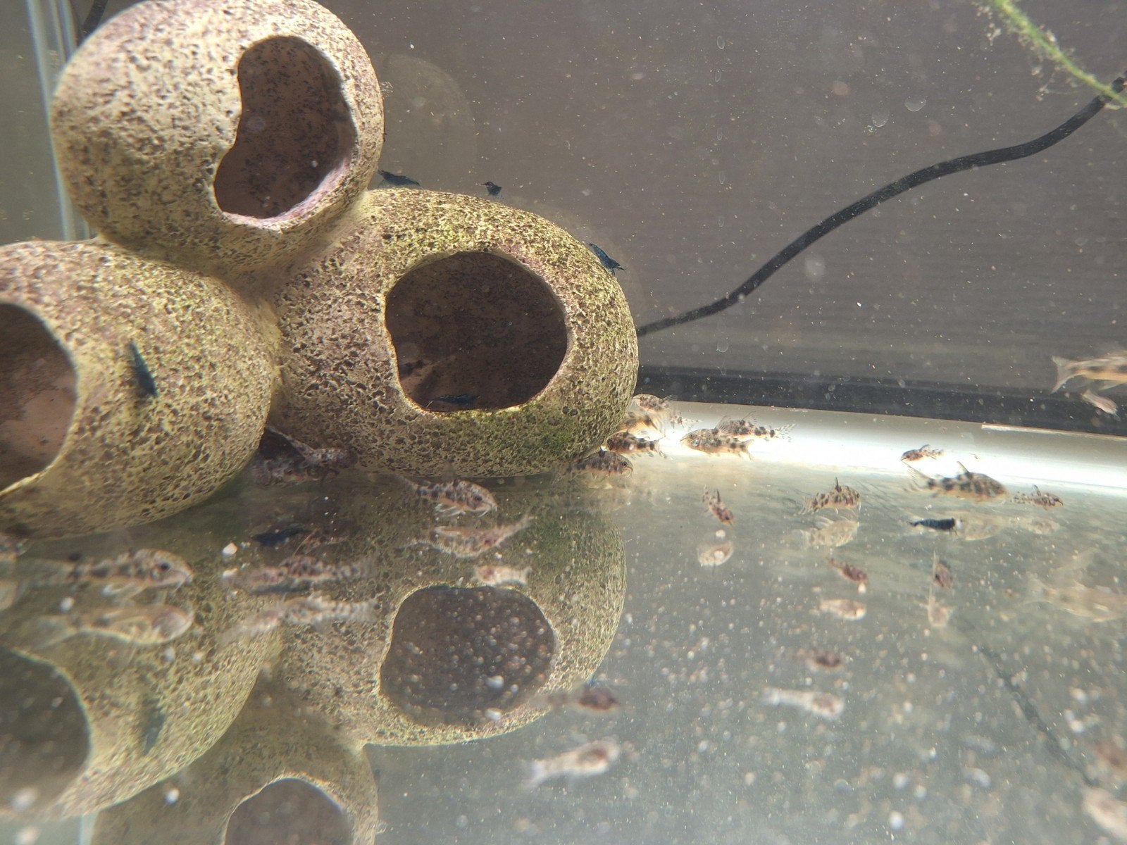 Corydoras paleatus (Gevlekte pantsermeerval), Vis, Zoetwatervis, Schoolvis
