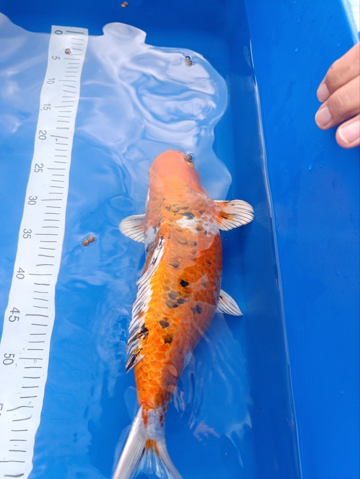 koi karper 37cm, Dieren en Toebehoren