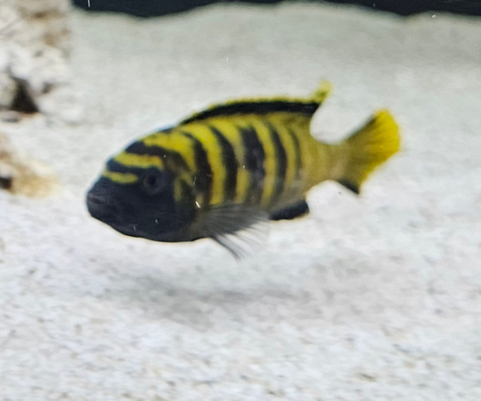 Mbuna Flavus volwassen man (zie foto), Vis