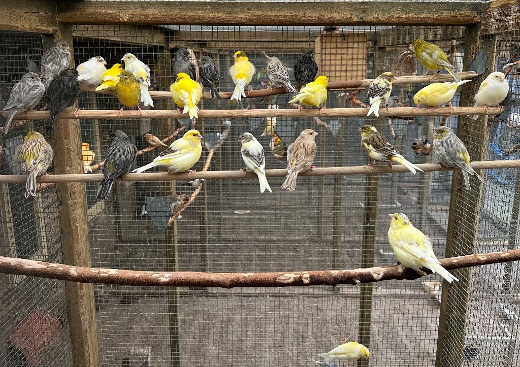 Kanaries verschillende kleuren koppels, Dieren en Toebehoren, Vogels | Kanaries, Meerdere dieren, Kleurkanarie